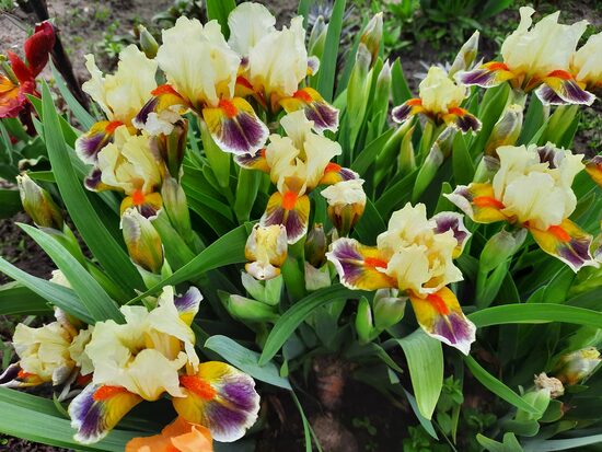 Vilkdalgis (Iris) 'Here Come the Clowns'